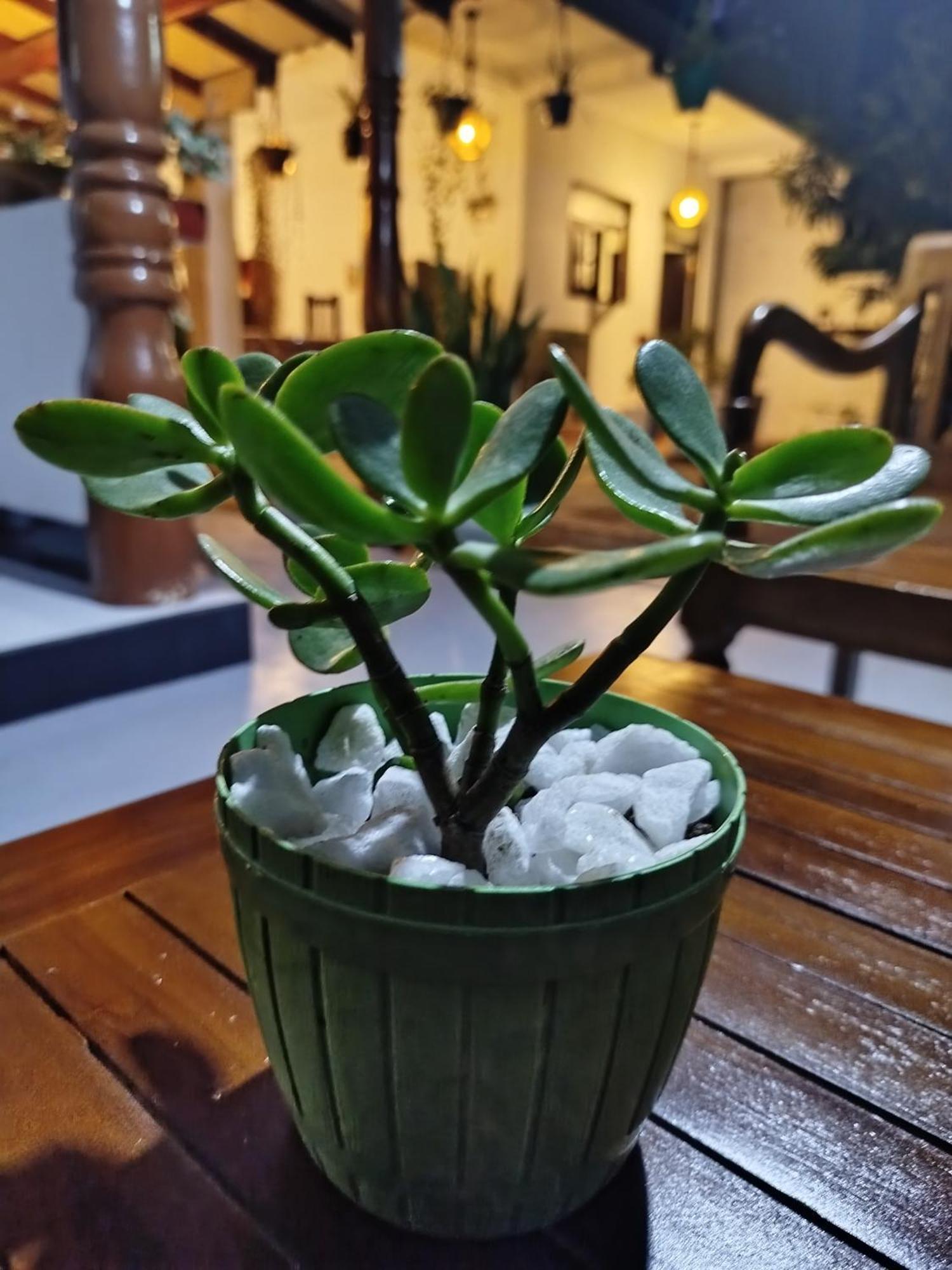 Little Villa Guest House อาฮานกามา ภายนอก รูปภาพ